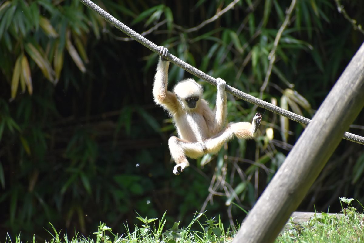 Ape(n)trots op mijn  stageplaats