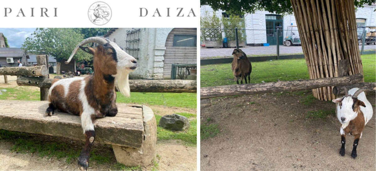 Achter de schermen van Pairi Daiza op stage