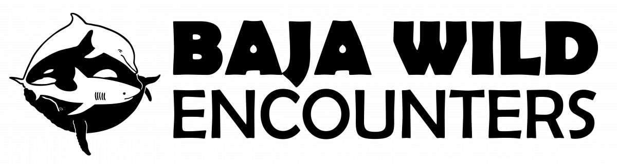 The adventures of an intern in Mexico